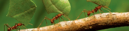 Milwaukee Ant Extermination