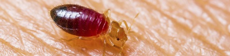 Milwaukee Bed Bug Extermination