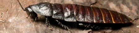Milwaukee Cockroach Extermination