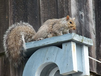 Burlington, WI Squirrel Control