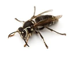 Keep Wasps Hornets Away 6 Tips The Tick And Mosquito Project