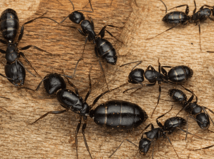 Ant Control