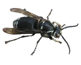 Wasp Exterminator in Milwaukee