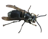 Wasp Exterminators in Milwaukee