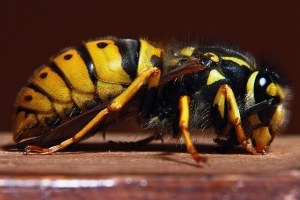 Wasp Needing Removal from Milwaukee Home