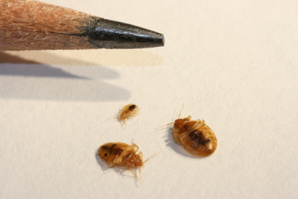 Bed bug size comparison with pencil point