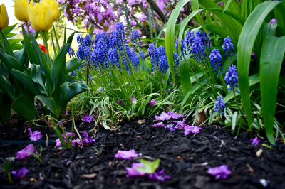 Yard with fresh mulch after spring cleanup