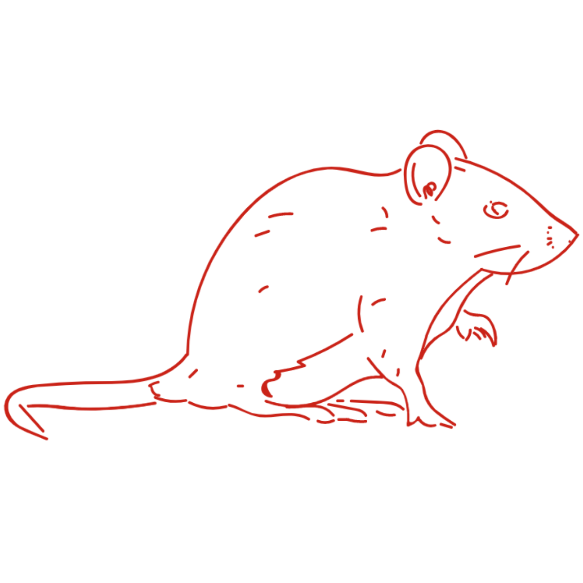 Rat and Mice infestations are exterminated with our services