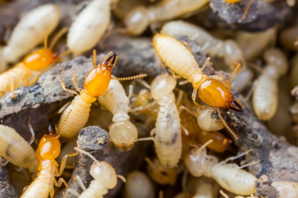 Termites Milwaukee