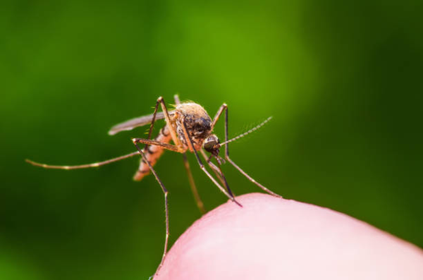 Milwaukee Mosquito Control