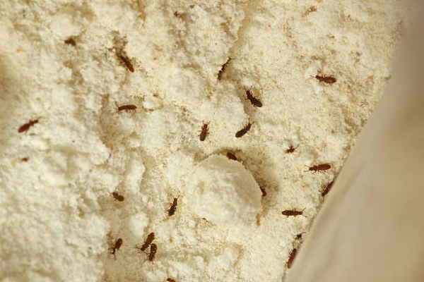 Keep bugs out of your pantry & food