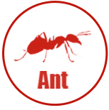 Ant