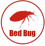 Bed Bug