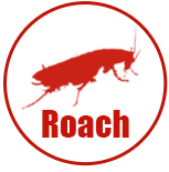 Cockroach